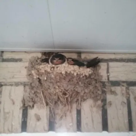 Ostseeurlaub-asmussen Nieby *